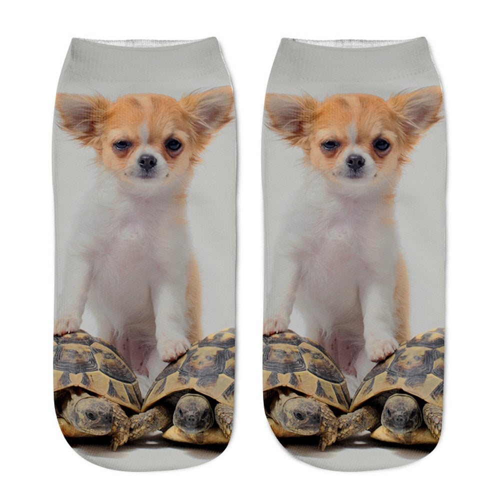 Turtles and Dog Socks